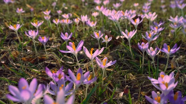 Spring crocus flowers blooming in meadow, soft floral background with purple petals, fresh seasonal nature scene, gentle spring atmosphere.