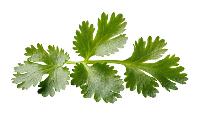 Fresh green cilantro leaves with serrated edges