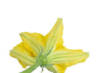 Fototapeta premium Bottom view of a yellow squash flower isolated on transparent png background