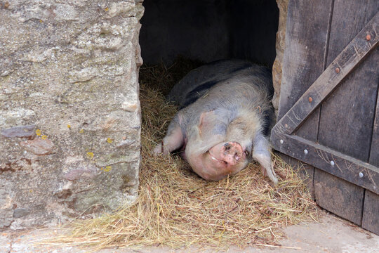un gros cochon couch&eacute;