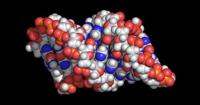 A-DNA, 3D space-filling model horizontal 4K spinning