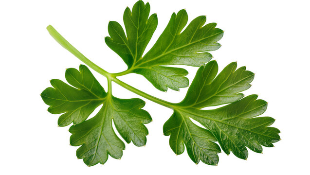 Fresh green parsley sprig with serrated leaves