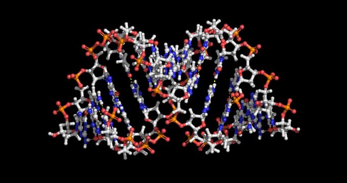 A-DNA, 3D ball and stick model horizontal 4K spinning