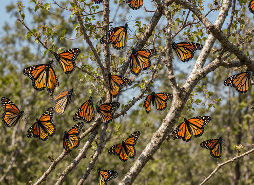 Monarch butterflies covering tree branches in migration, orange and black
