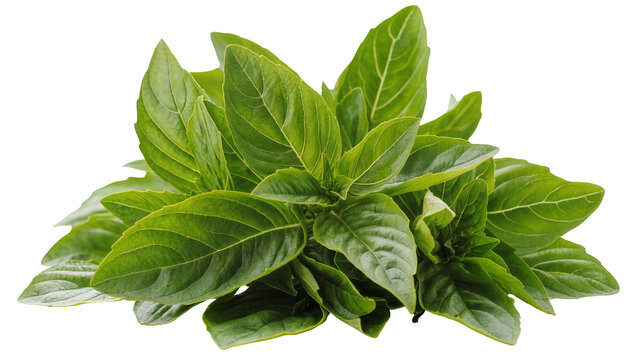 Fresh green basil herb plant leaves close-up