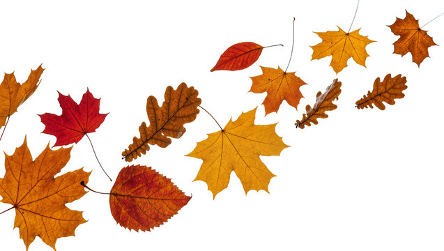 Autumn maple and oak leaves in warm fall colors