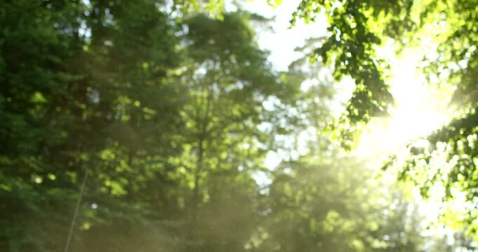 Sun flare shining through green tree leaves with smoke drifting in the forest