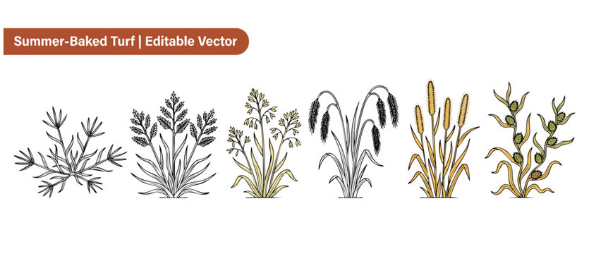 Wild grass weed vector set featuring summer baked turf plants and botanical line art illustrations isolated on white background for garden landscaping, agricultural design, and outdoor nature project.