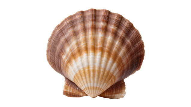 Scallop shell with radiating ribs and brown and white patterns