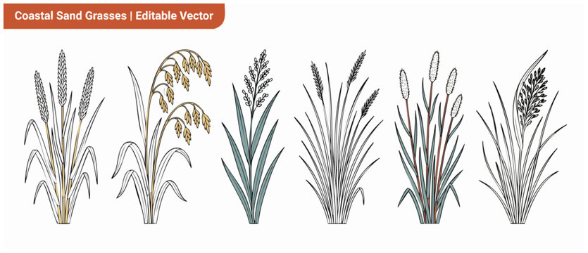 Coastal sand grass vector illustrations showing botanical wild beach dune plants set on white background. Minimalist line art graphic design elements for nature, shore, and summer prints, cards, brand