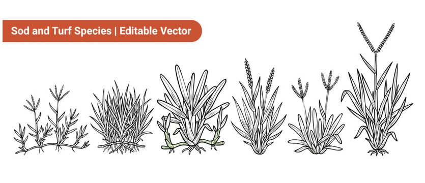 Turf Grass Species Vector Illustration showing sod type varieties with roots and seed heads. Set of botanical drawings for landscaping, lawn care, gardening, and agricultural education diagram design.