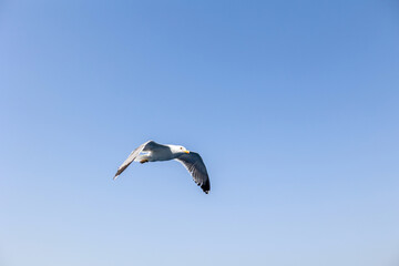Fototapeta premium single seagull flying with open wings in clear, bright blue summer sky