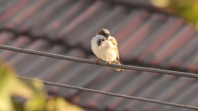 Male House Sparrow Perched on Wire with Blurred Rooftop Background. Male House Sparrow (Passer domesticus) Sitting on Cable on a Sunny Day. House Sparrow, Passer domesticus, bird, male sparrow.