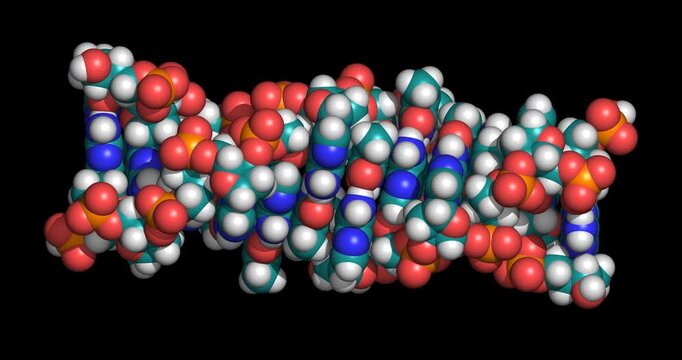 Z-DNA, 3D space-filling model horizontal 4K spinning