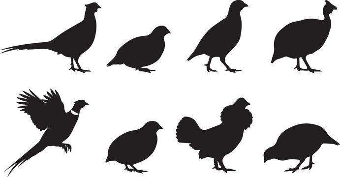Vector set of black game bird silhouettes including pheasant quail and partridge on white background
