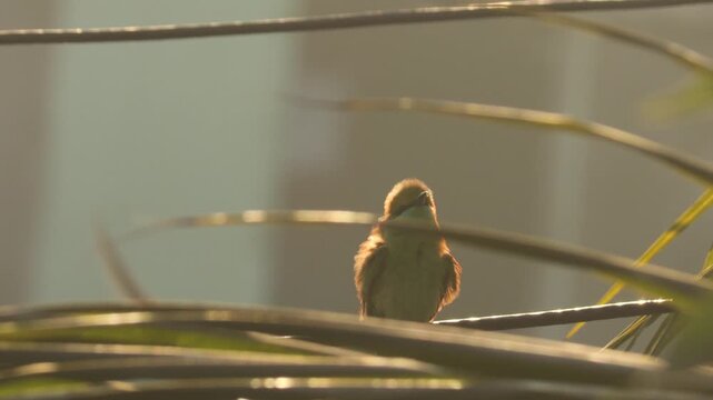 Asian Green Bee-eater Bird Perched on a Wire. Small songbird singing on a palm branch at sunrise with golden bokeh. Reed warbler bird perched on a branch chirping in warm morning light.