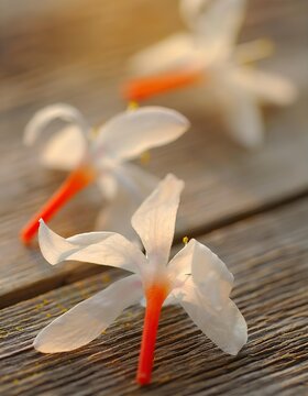 Delicate Sheuli (Night-flowering Jasmine) Flowers on Weathered Rustic Wood