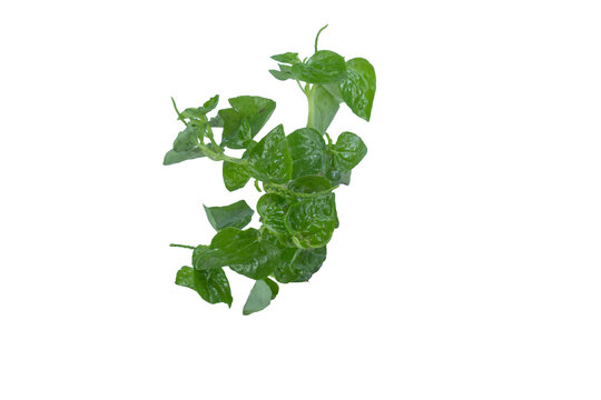 Fresh lush green peperomia pellucida herb isolated on png background for branding