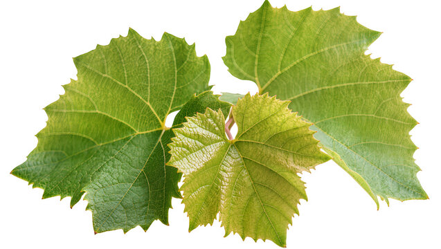 Green grape leaves with serrated edges and visible veins