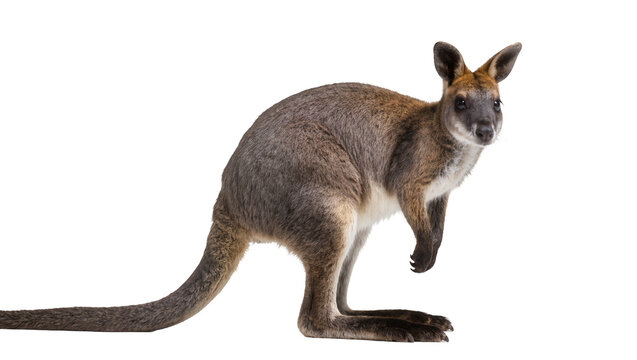 Wallaby standing on hind legs side view, white