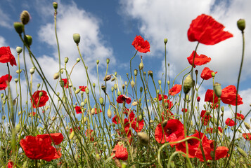 Fototapeta premium Bright red poppies bloom in a meadow against a blue sky dotted with clouds
