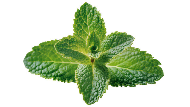 Fresh green mint leaves sprig