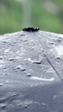 Rain water drops falling and splashing on black umbrella while raining outside.