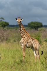 Young giraffe searching for food in Tembe Elephant Park in South Africa © henk bogaard