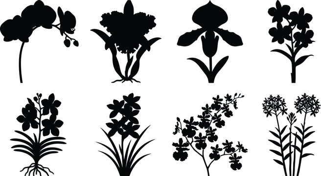 Collection of orchid flower silhouettes featuring various popular botanical varieties isolated on white background