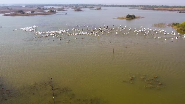 Drone Aerial View of Great White Pelicans at Jamnagar Gujarat India