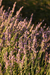 Obraz premium lavender field in provence