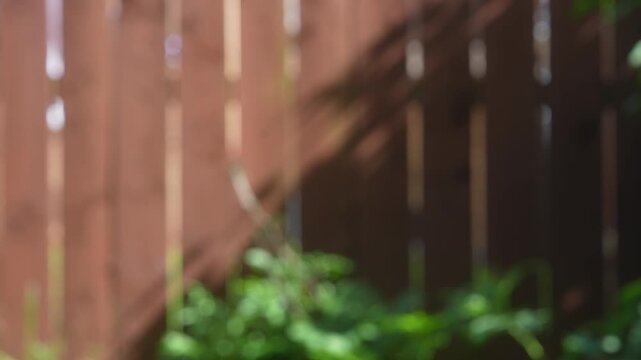 Abstract blurred garden background with soft sunlight, green foliage near  wooden fence. Defocused natural bokeh video featuring warm summer light, peaceful outdoor atmosphere for copy space design