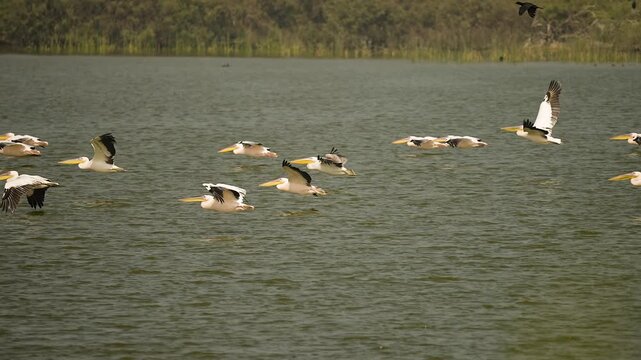 Great White Pelicans Flying Low Over Wetland at Jamnagar Gujarat India