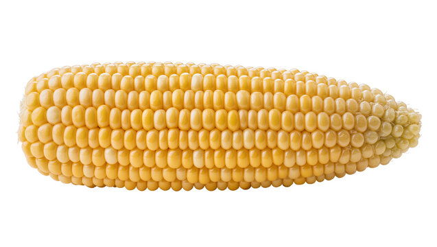 Fresh yellow corn cob with kernels
