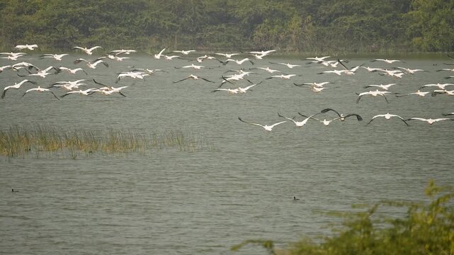 Great White Pelicans Flying Low Over Wetland at Jamnagar Gujarat India