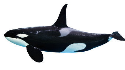 Orca Killer Whale Black White Marine Mammal © Julia