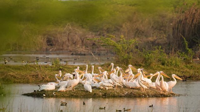 Great White Pelicans Resting on Wetland Jamnagar Gujarat India