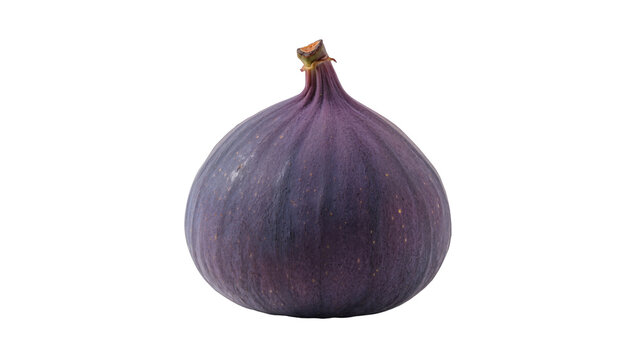 Ripe purple fig fruit with stem
