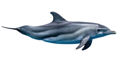 Gray dolphin swimming with blue undertones and white belly © Julia