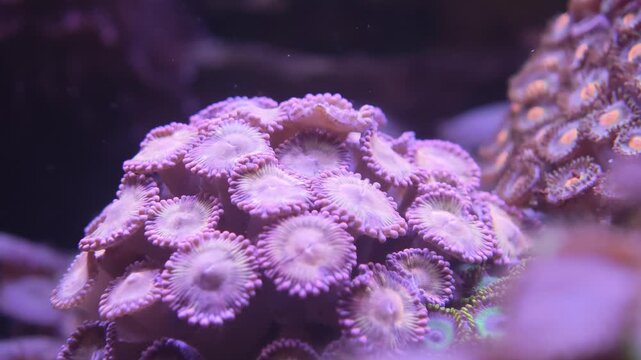 Macro view of zoanthid coral polyps tightly clustered on mound, fully extended inside a reef tank, the surrounding water tinted deep blue. Useful reef aquarium, tropical underwater, or marine inver...