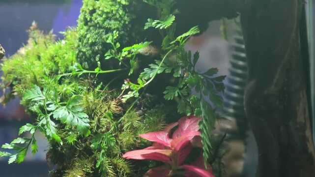 Close-up of green moss and brown zoanthid polyps on aquarium rockwork captured in reef aquarium, showcasing intricate detail under actinic lighting. Strong fit for underwater coral, marine biology...
