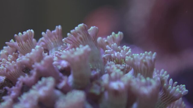 Close-up of Acropora stony coral with extended polyps under actinic light captured in reef aquarium, showcasing intricate detail under actinic lighting. Strong fit for underwater coral, marine biol...