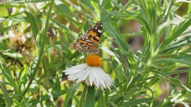 Butterfly drinking for a white flower