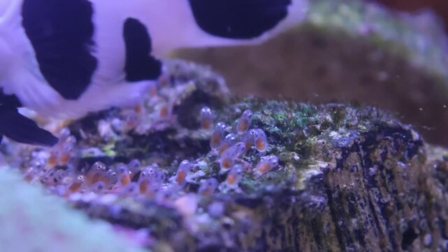 Detailed macro shot of live rock with purple coralline algae, no motion in frame in a marine aquarium setting with vivid coloration. Compelling reef aquarium, coral colony, or marine life stock foo...