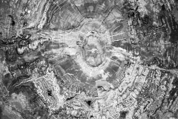 black and white image of a fossilised tree where the tree rings are visible, can be used as a graphic asset, a texture, or a background or backdrop © Laura