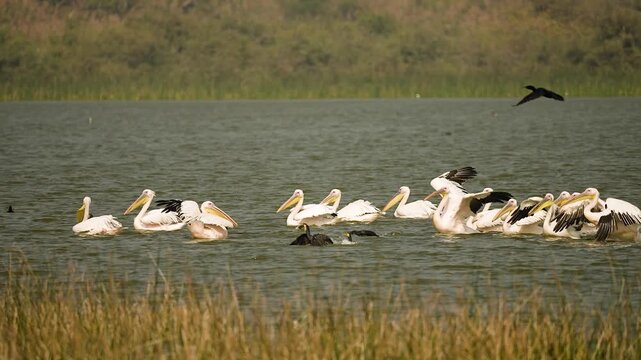 Great White Pelicans Resting Together on Wetland Lake at Jamnagar Gujarat India