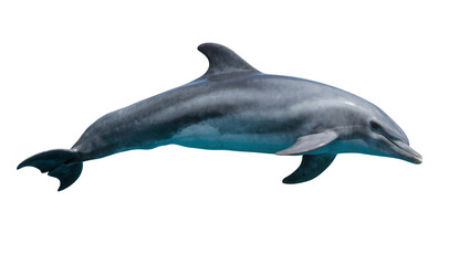 Gray dolphin swimming gracefully with fins extended © Julia