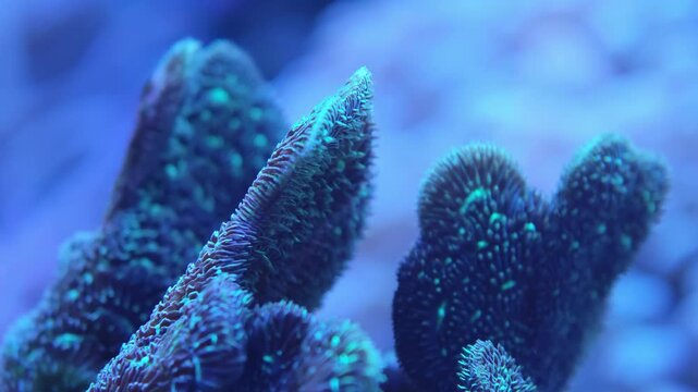 Macro view of Acropora stony coral, no visible motion in frame inside a reef tank, the surrounding water tinted deep blue. Useful reef aquarium, tropical underwater, or marine invertebrate stock fo...