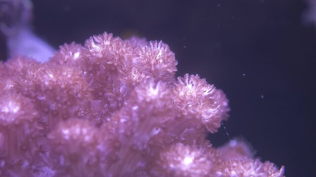 Macro view of Pulsing Xenia soft coral colony with delicate polyps inside a reef tank, the surrounding water tinted deep blue. Excellent marine aquarium, coral macro, or tropical underwater stock f...