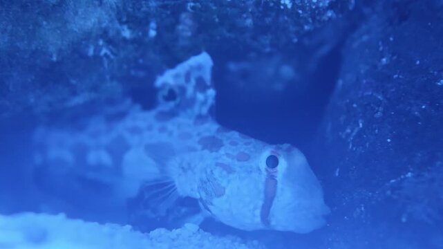 Medium shot of grouper fish in aquarium hovering in reef aquarium water, fins and markings clearly visible. Useful reef fish, tropical aquarium, or marine wildlife stock footage for educational or...